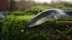 European eel